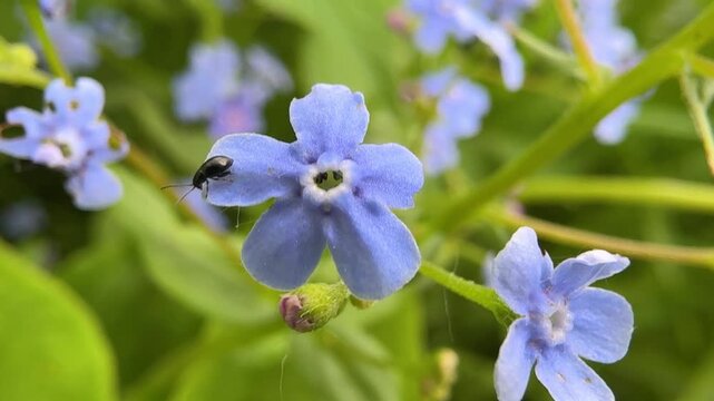Macro view of blue forget me not flower with bee pollinator in a spring garden. Soft natural background for nature, ecology, gardening, and conservation concept. Scorpion grasses. Beautiful Myosotis.