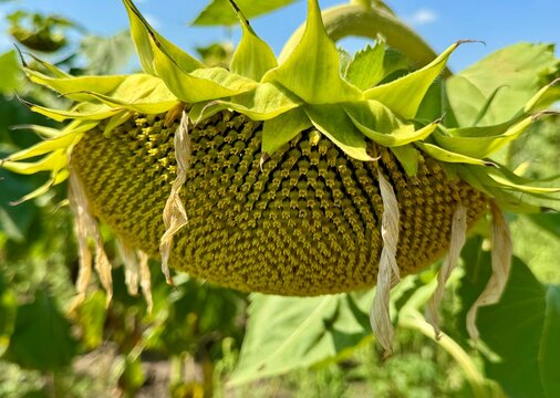 sunflower in the garden