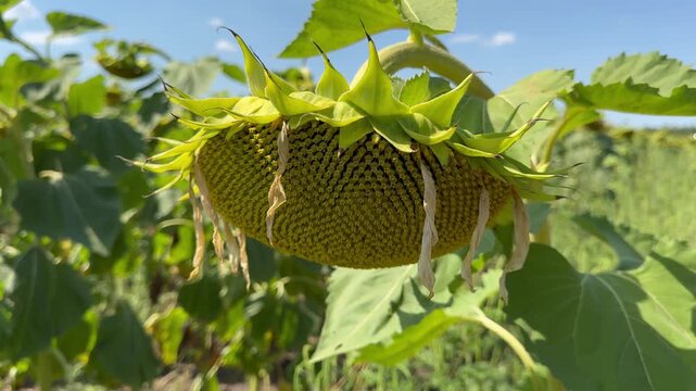 sunflower and bee