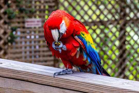 Scarlet macaw (Ara macao) perched on wooden rail eating a treat