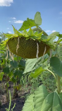 Sunflower head in the field