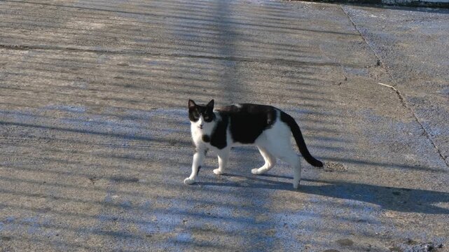 Black and white cat with distinct black patches on its head and back walking on a concrete surface, showing a predominantly white body and long tail.