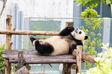 Funny pose of a Fluffy panda ,sitting on Wooden Platform and Waving Paw © foreverhappy