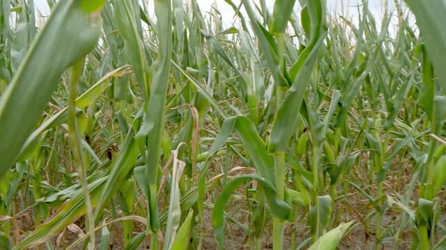 Tall green corn plants with healthy leaves and stalks growing in rows across a rural agricultural field beneath a cloudy summer sky.