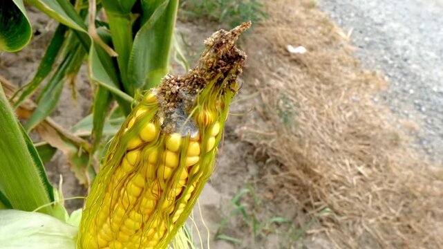 Damaged corn cob with caterpillar feeding marks, partially eaten yellow and brown kernels, and healthy green leaves in an agricultural setting.