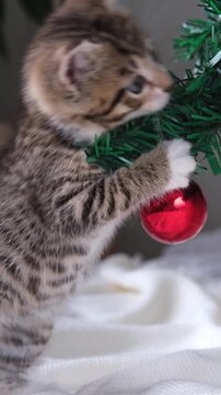 Funny tabby kitten playing and accidentally knocking down a Christmas tree, humorous pet moment, winter holiday chaos, festive accident.