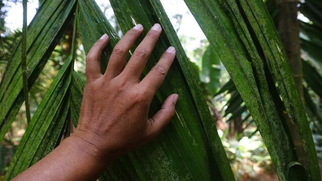 A close up of a human hand touching a green palm leaf in a tropical forest. grounding with the Earth's natural energy to reduce stress, restore inner balance, and revitalize the mind