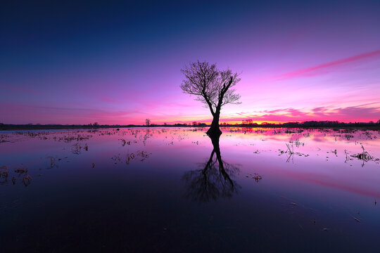 Solitary Tree Silhouette Reflected in Flooded Field at Vibrant Pink Sunset