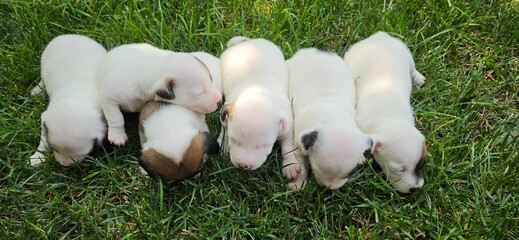 Fototapeta premium Newborn Jack Russell Terrier Puppies Together on Green Grass