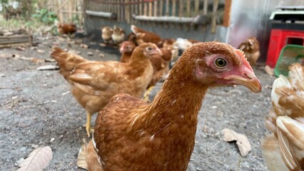 Flock of Brown Chickens Gathering Together Inside a Poultry Coop  A flock of brown chickens gathers together inside an outdoor poultry coop with rustic wooden fencing and natural surroundings. © Johan