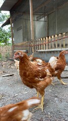 Brown Chickens Roaming in a Natural Outdoor Backyard Farm Environment  Brown chickens roam around an outdoor backyard farm area with natural soil, trees, rustic fencing, and a simple poultry shelter. © Johan