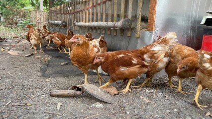 chicken farm poultry farm - Brown Chickens Inside a Rustic Wooden Chicken Coop Outdoors   Brown chickens stand inside a rustic wooden chicken coop with bamboo-style fencing and a natural outdoor farm  © Johan