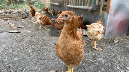 chicken on the farm - Brown Chickens Gathering Inside a Rustic Backyard Poultry Coop.  Several brown chickens gather inside a rustic backyard poultry coop with wooden fencing and natural outdoor surro © Johan