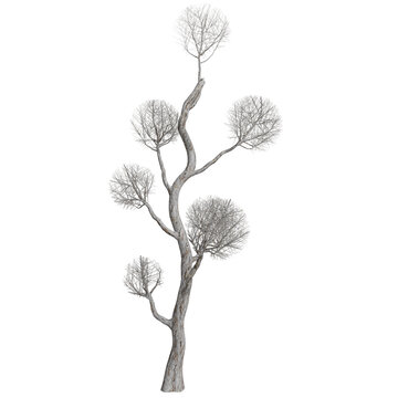 Abstract Leafless Tree, White Trunk, Spherical Twigs
