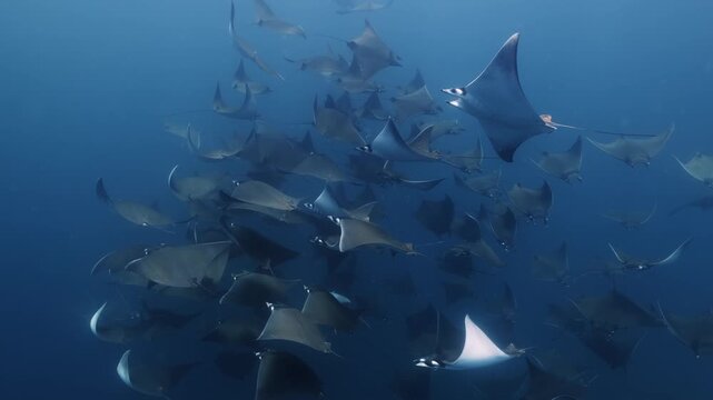 Underwater view of a spectacular Mobula ray aggregation in Mexico, with hundreds of devil rays forming a mesmerizing courtship vortex, swirling together in a giant living ball beneath ocean waters.