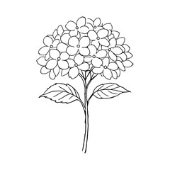 Fototapeta premium PNG Minimalist floral line art illustration.