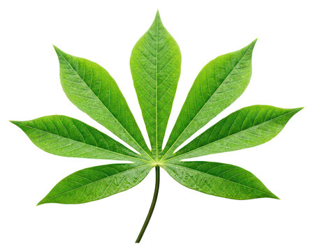 Fresh Green Cassava Leaf Isolated on White Background