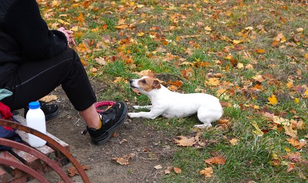 A dog lies attentively on fallen leaves, gazing at a person sitting nearby in a park. The autumn setting enhances the peaceful moment shared between human and pet