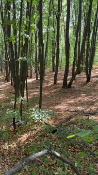 path in the forest