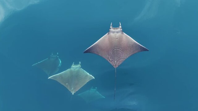 Aerial drone view of a massive aggregation of mobula rays gliding together through the clear blue waters of Mexico, forming a spectacular moving swarm visible from above in the open ocean offshore.
