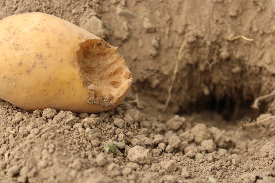 Close up of gnawed potato tuber with animal teeth marks near pest hole