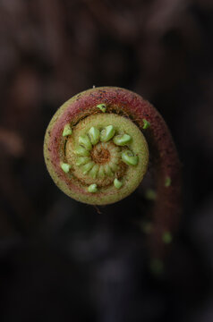 Top view close up macro of spiral young fern fiddlehead