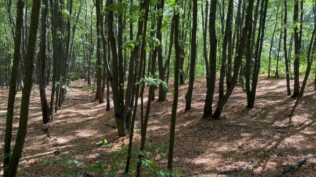 trees in the forest