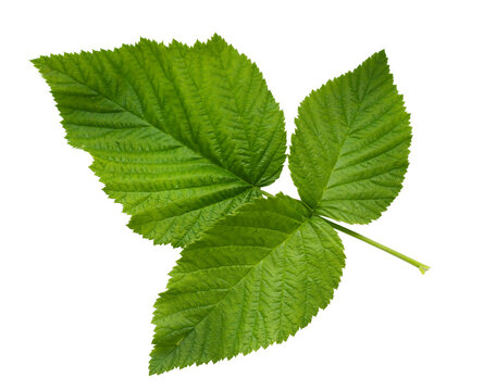isolated green raspberry leave close up on white background