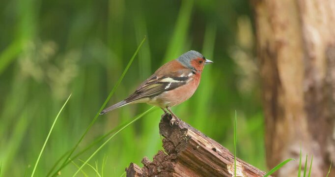 4K video; Eurasian chaffinch (Fringilla coelebs); male perched on trunk of dead tree in a forest, eastern Netherlands