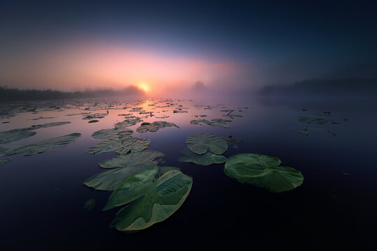 Misty Lake Sunrise with Green Water Lilies and Floating Leaves