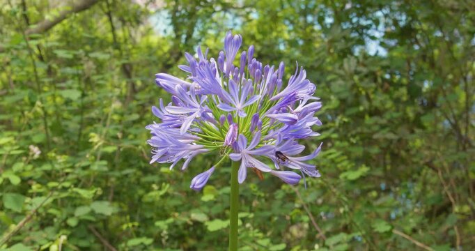 4K video; Common Agapanthus (Agapanthus praecox) flowers gently swaying in the wind, visited by a bee, Madeira Portugal