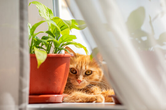Ginger cat resting behind flowerpot on bright windowsill with white curtainsю