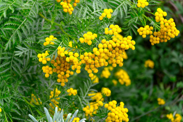 Obraz premium Close-up of yellow blossoms of Tanacetum vulgare L. plant at French city of Rouen on a summer morning. Photo taken July 14th, 2026, Rouen, Normandie, France.