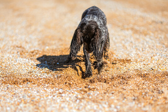 Wet russian cocker spaniel digging in golden sand on a sunny pebble beach.