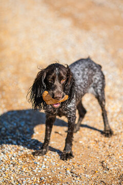 Wet russian cocker spaniel holding a stone in its mouth on a pebble beach.