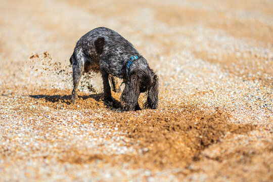 Wet russian cocker spaniel digging in golden sand on a sunny pebble beach.