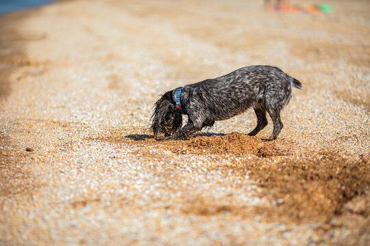 Wet russian cocker spaniel digging in golden sand on a sunny pebble beach.
