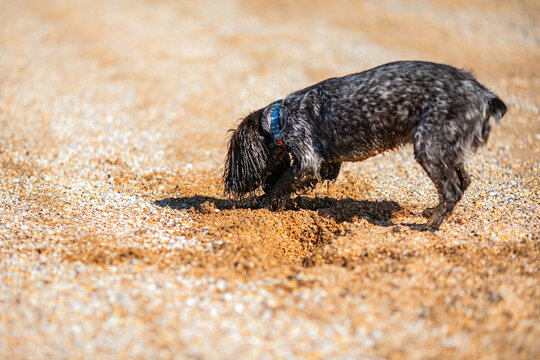 Wet russian cocker spaniel digging in golden sand on a sunny pebble beach.