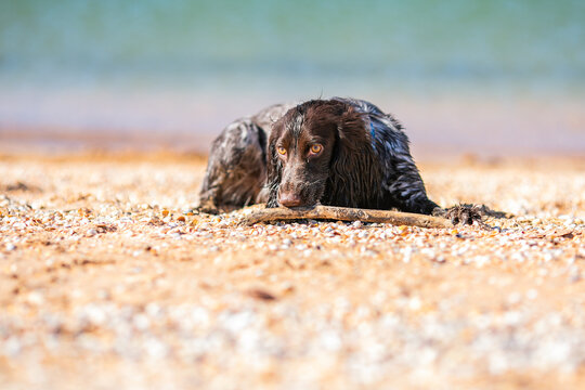 Wet russian cocker spaniel lying on a pebble beach with a long stick.