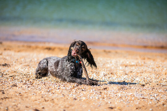 Wet russian cocker spaniel lying on a pebble beach with a long stick.