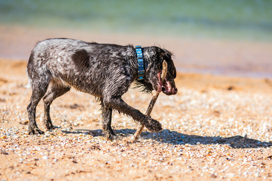 Wet russian cocker spaniel standing on a sunny beach with a stick in its mouth.
