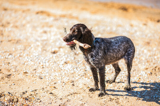 Wet russian cocker spaniel standing on a sunny beach with a stick in its mouth.