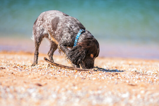 Wet russian cocker spaniel resting on a sunny beach beside a stick.