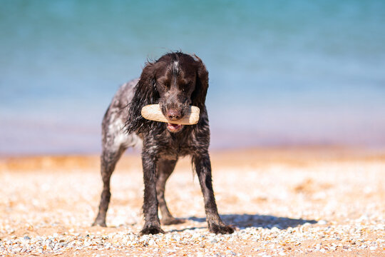 Wet russian cocker spaniel standing on a sunny beach with a stick in its mouth.