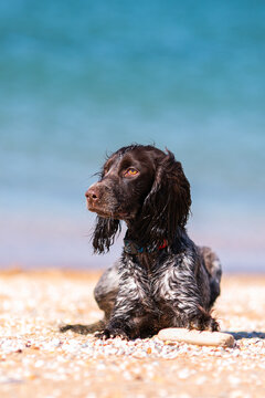 Wet russian cocker spaniel resting on a sunny beach beside a stick.