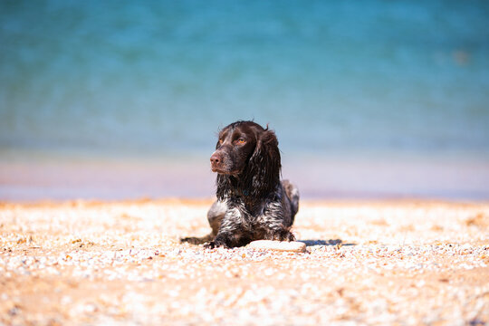 Wet russian cocker spaniel resting on a sunny beach beside a stick.