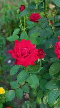 Flowers bloom in a garden with red roses and green leaves during summer