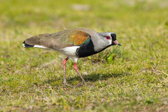 Southern lapwing (Vanellus chilensis) walking in a threatening posture on grassland to scare off an intruder, Patagonia, pampas of southern Argentina
