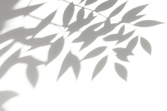 shadow overlay effects of abstract natural tree leaves shadow on wall background,Summer sunlight and shadow overlay effect,branches of a tree shadow,autumn leaves shadow,plants shadow