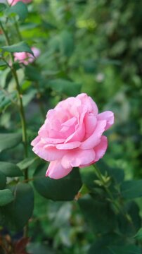 Pink rose blooms in a garden surrounded by green leaves on a sunny day